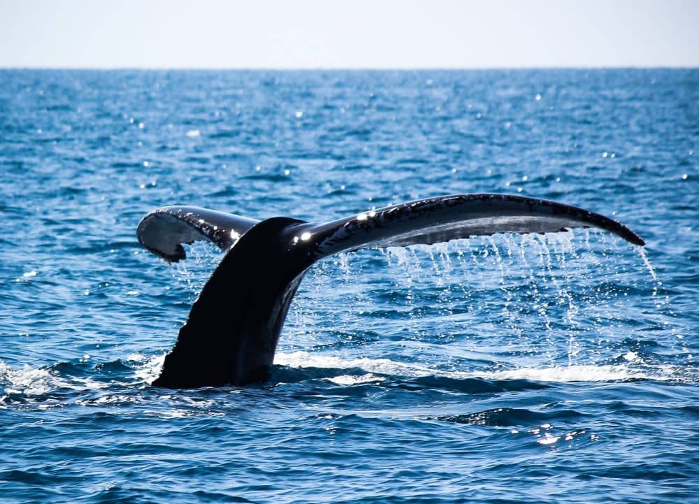 During the months of June to September, over 35,000 humpback whales are expected to travel along the coast of Western Australia and pass right by Broome.